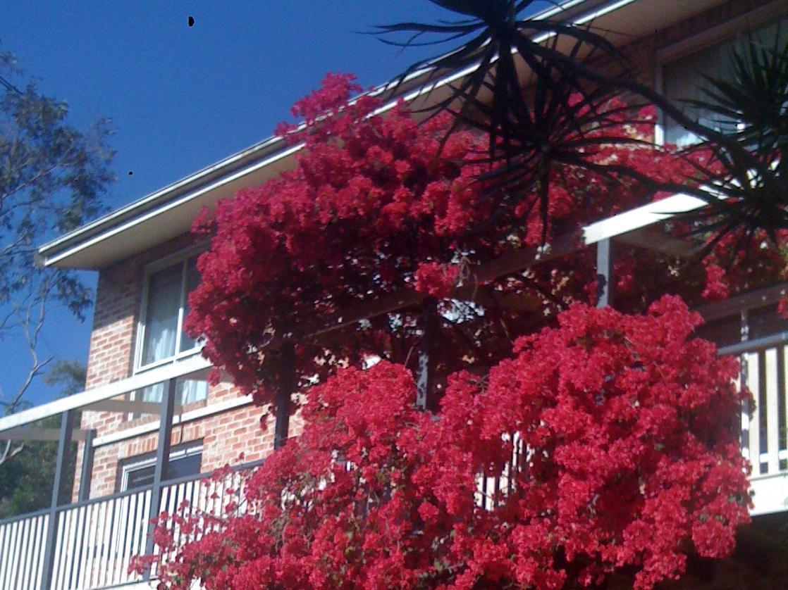 Bed and Breakfast Linley House Sídney Exterior foto